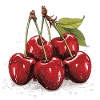 Cerisier - illustration