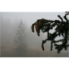 Nebelwald Zapfenzauber / Feldberg