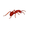 Antkeeping Ant Breeding Ants