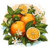 Orange - Illustration