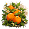 Orange - Illustration