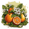 Orange - Illustration