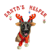 Belgian Shepherd Christmas Theme