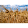Wheatfield