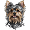 Yorkshire Terrier Head