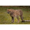 Gepard