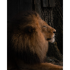 Lion King