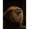 löwe