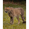 Gepard