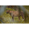 Gepard