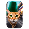 Curious cat
