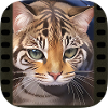 Tiger cat