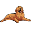 Dog Catcher Hund