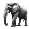 Drawn Big Gray Elephant
