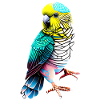 Budgie Bird Cockatiel Bird Owner