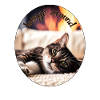 Lazy cat 2
