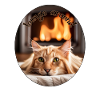 Lazy cat3