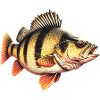 perche, perche, poisson, pêche