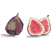 Fig