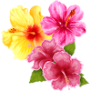 Hawai Aloha Flowers