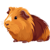 Guinea Pig