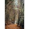 Forêt d’humeur automnale