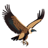 Griffon vulture