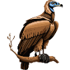 Griffon vulture