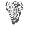Bison head animal