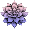 Lotusblüte