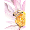 Bee Friend
