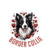 Bordercollie-koira - rakastan bordercollietani