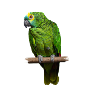 Bird 1