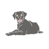 Labrador Dog Labrador Retriever