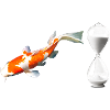 KOI Zeit