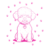 Bichon Frise with small paws