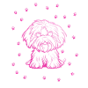 Havanese with small paws