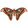 An illustration of an butterfly
