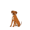Rhodesian Ridgeback Gifts