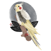 illustration de cacatoès calopsitte