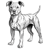 Pitbull