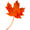 Maple leaf