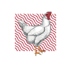 Leghorn Papa