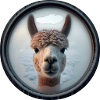 Alpaca looking through a window