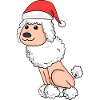Caniche Chien Animal Noël