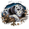 Sleeping Dalmatian