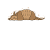 Armadillo Mammal Desert USA