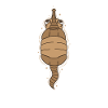 cool armadillo mammal usa desert