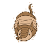 Armadillo nature desert savanna