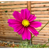 Cosmos Caudatus